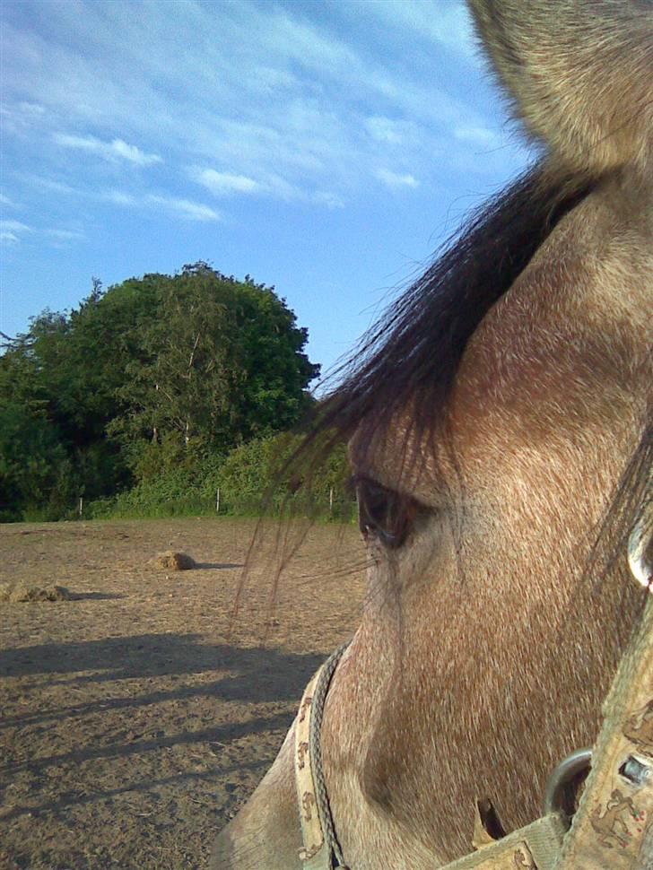 Arabisk fuldblod (OX) Amadeus "R.I.P ;( - nyt. 1/6 09 billede 18