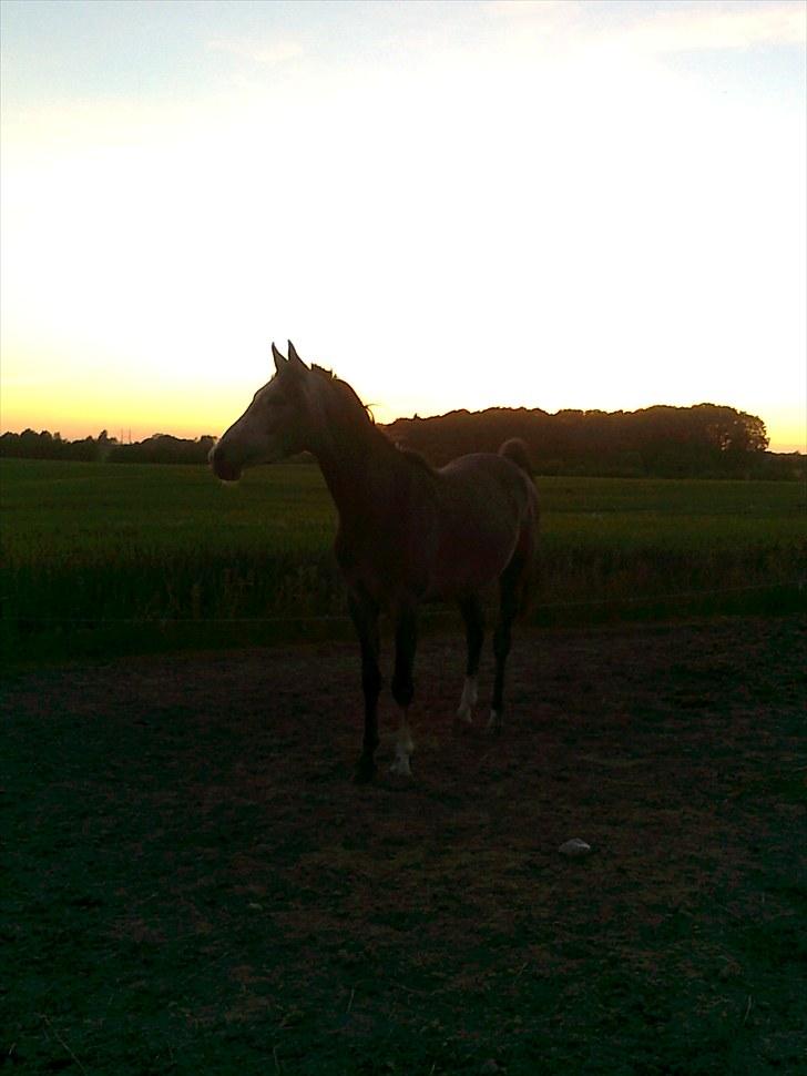 Arabisk fuldblod (OX) Amadeus "R.I.P ;( - NYT :) billede 20