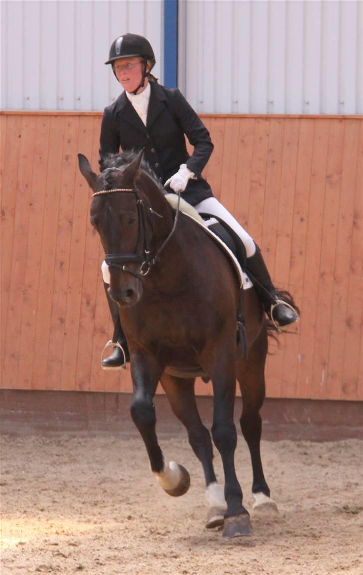 Oldenborg frodo - på vej til kontragalop billede 20