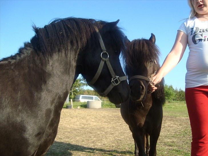 Miniature Krumme *Prinsen* - Må jeg ikke nok bedække dig, smukke Laban?  billede 2