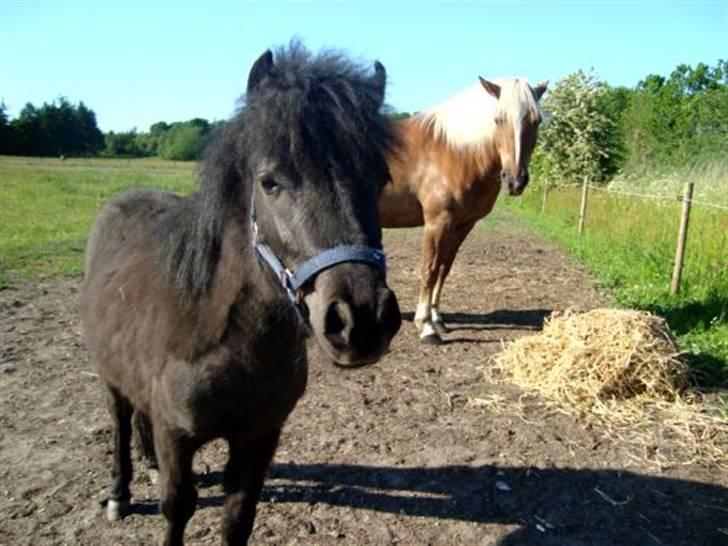 Miniature Krumme *Prinsen* - Da vi lige havde købt ham :/ billede 3