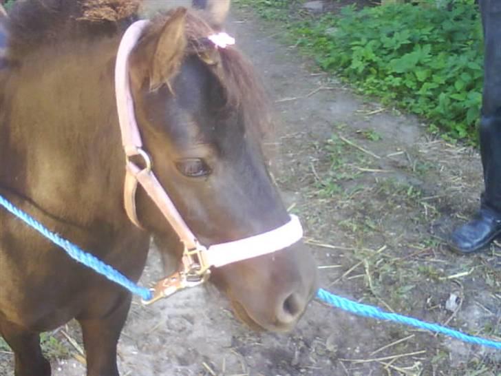 Shetlænder Sally - 13. Sally billede 13