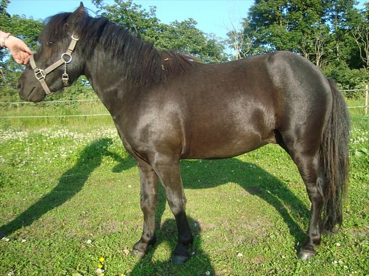 Miniature Krumme *Prinsen* - Smukkøøh <3 Bemærk hans lækre hals :D billede 4