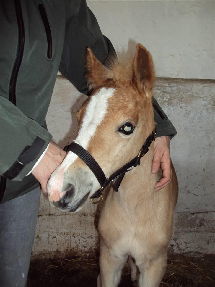 Haflinger Bellamira  <3  - Det er fakrisk ikke så slemt at have grime på alligevel :) billede 2