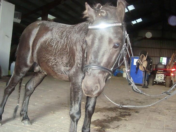 Miniature Krumme *Prinsen* billede 5