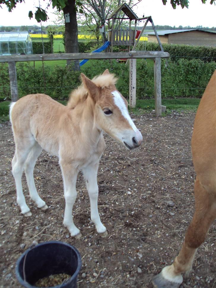 Haflinger Bellamira  <3  billede 3