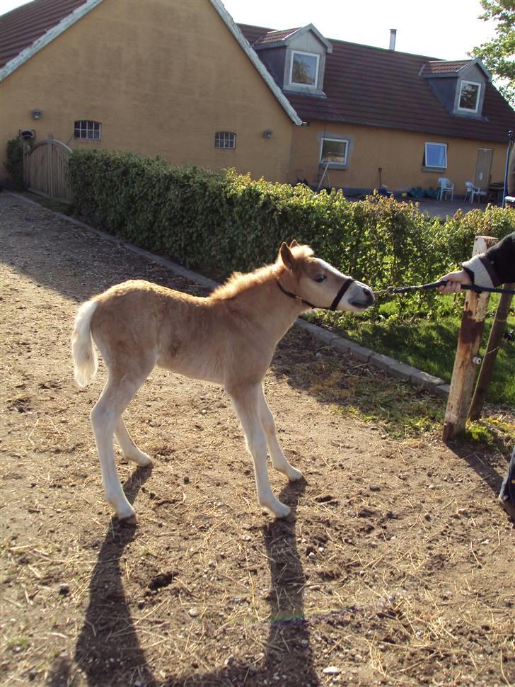 Haflinger Bellamira  <3  - Hvorfor skal jeg gå?? billede 4