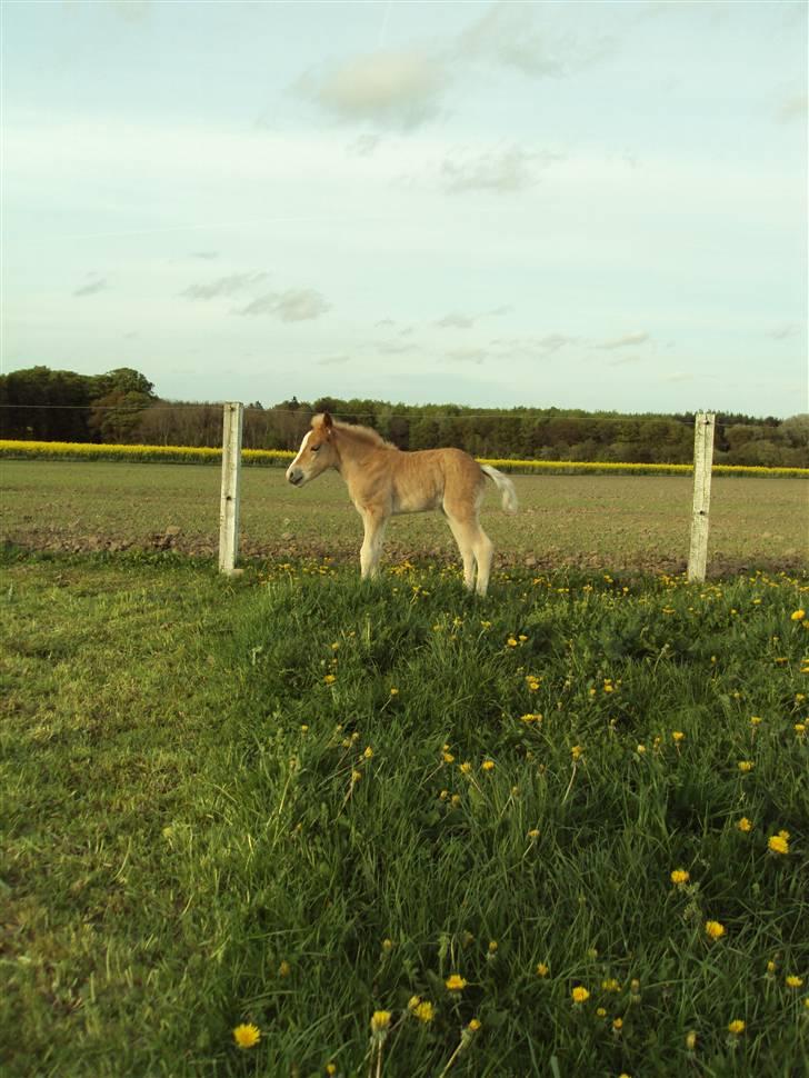 Haflinger Bellamira  <3  - Bella. Jeg elsker dig <3 billede 6