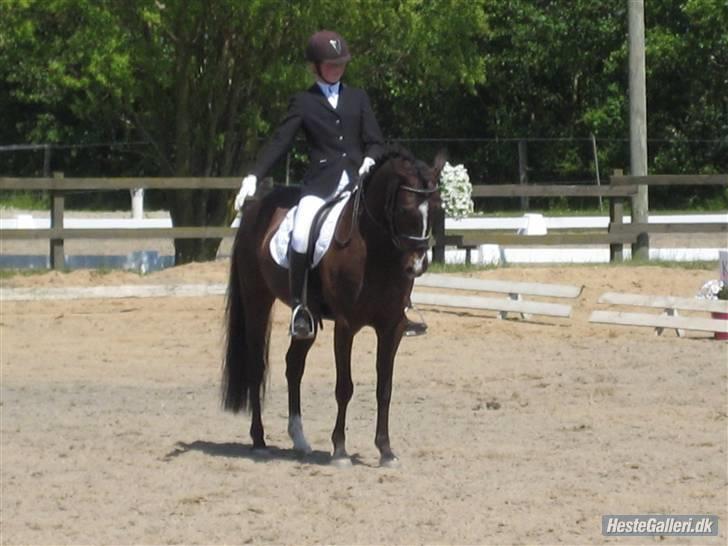 Anden særlig race Cashmir "solgt" billede 20