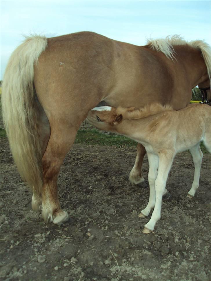 Haflinger Bellamira  <3  billede 7