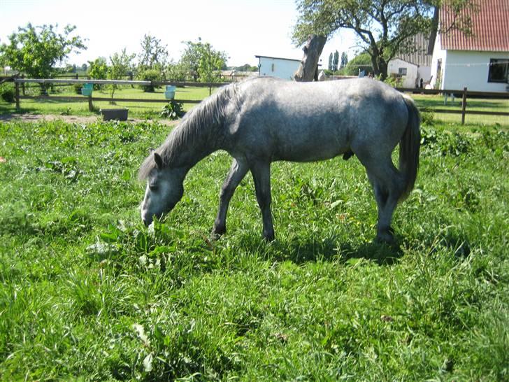 Connemara Elmelys Big Mountain Boy - 1 år gammel og nyder sommeren billede 1