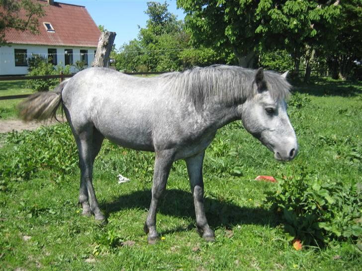 Connemara Elmelys Big Mountain Boy - Hej, jeg er ikke særlig fotogen. billede 2