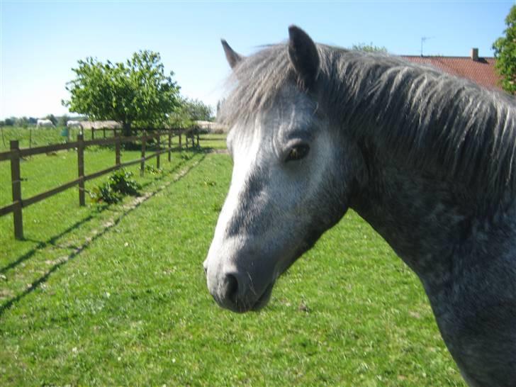 Connemara Elmelys Big Mountain Boy - Godt hoved. billede 3