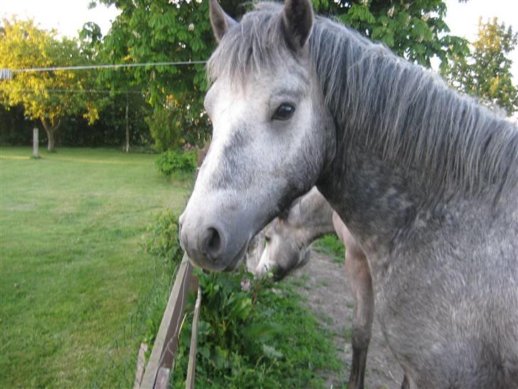 Connemara Elmelys Big Mountain Boy billede 4