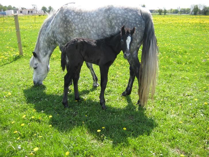 Connemara Elmelys Big Mountain Boy - Hej er kun 1 dag gammel billede 5