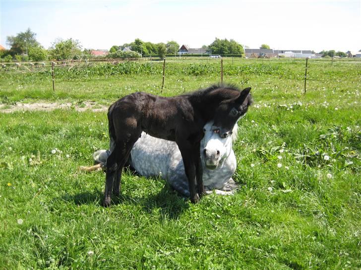 Connemara Elmelys Big Mountain Boy - Mor er træt, men jeg driller hende lige lidt. billede 6