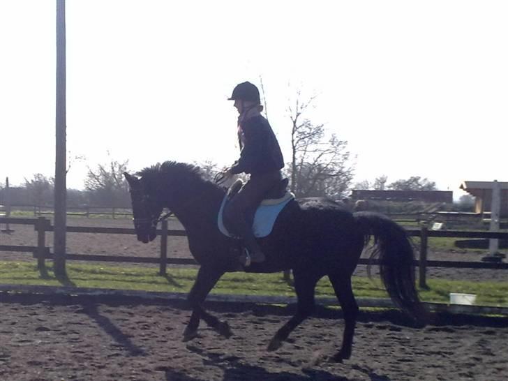 Anden særlig race Doncan   **SOLGT** - Første gang på ride banen,  billede 7