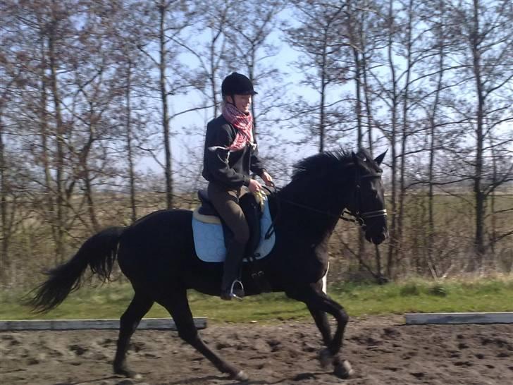 Anden særlig race Doncan   **SOLGT** - :D ha ha´ billede 8