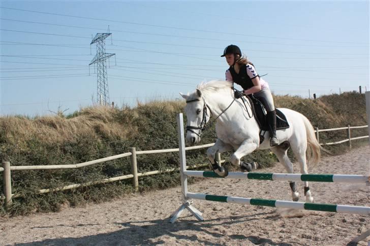 Anden særlig race Pacha Rex Arabi billede 10