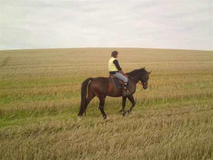 Oldenborg sentinali af danevang billede 6