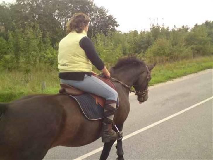 Oldenborg sentinali af danevang billede 7