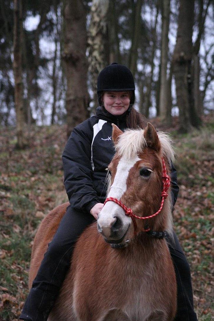 Haflinger Freja * billede 12