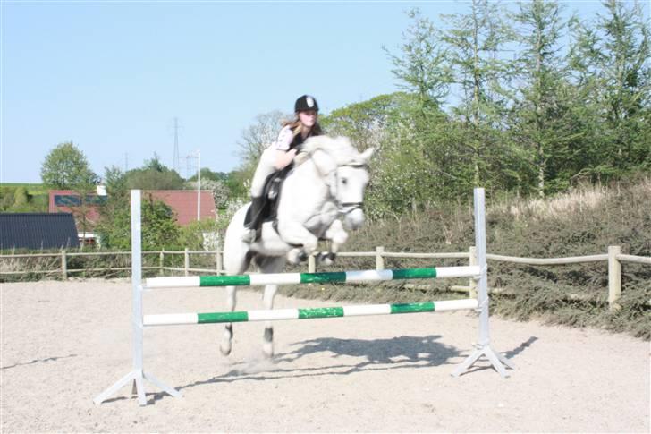 Anden særlig race Pacha Rex Arabi billede 11