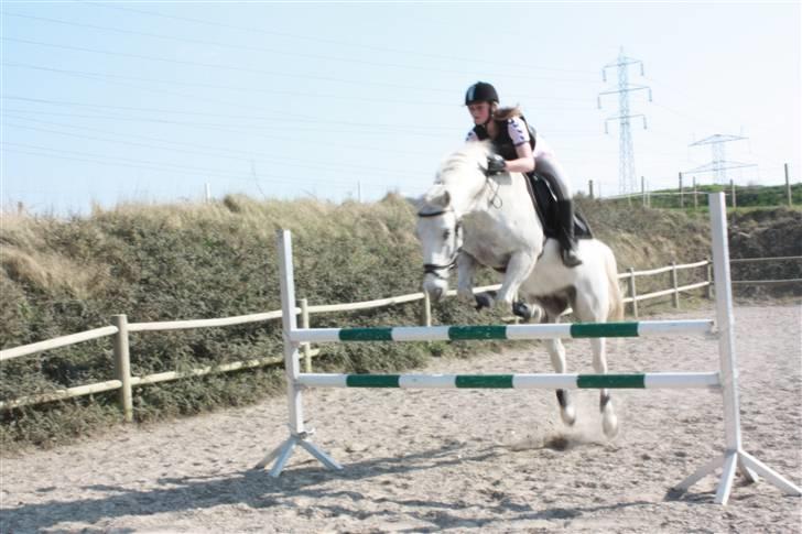 Anden særlig race Pacha Rex Arabi billede 12