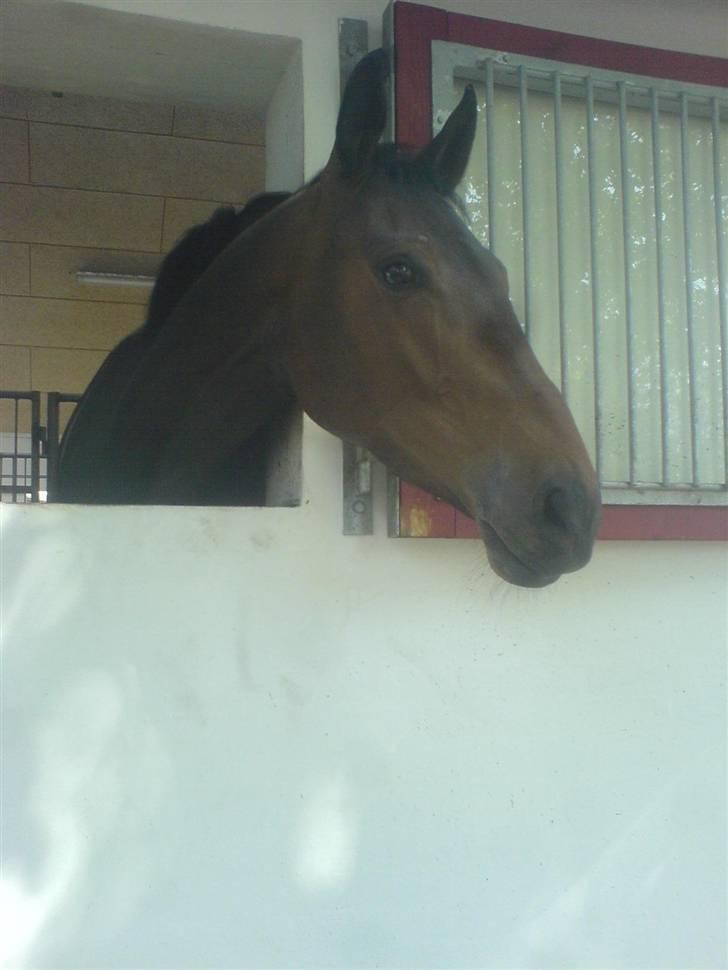 Anden særlig race Tornado<´3 (SOLGT) :´( billede 5