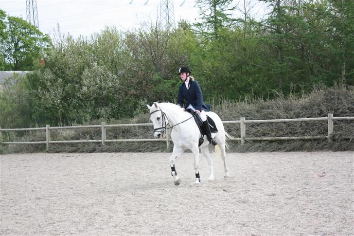 Anden særlig race Pacha Rex Arabi billede 13