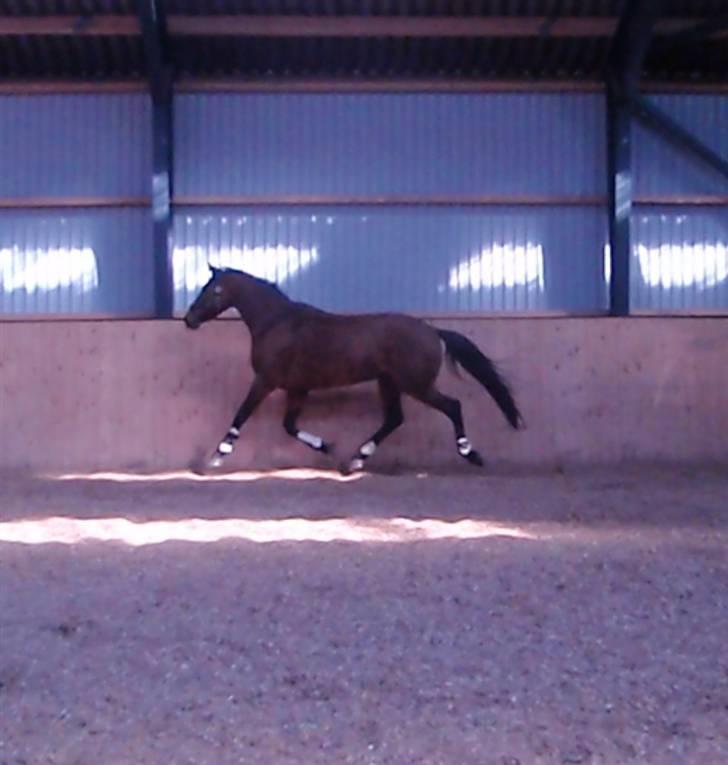 Holstener Pitou billede 11