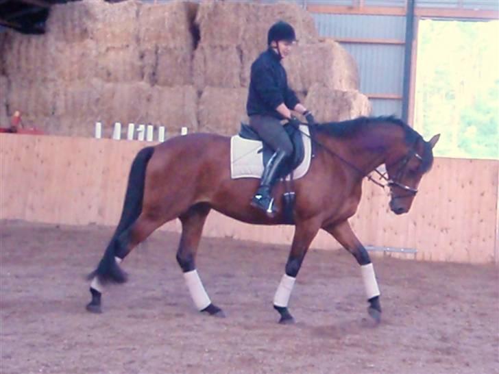 Holstener Pitou - Pitou d. 25.07.2009 billede 12