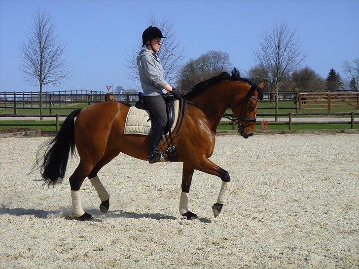 Holstener Pitou - Pitou på Blue Hors d. 9/4 2011 billede 13