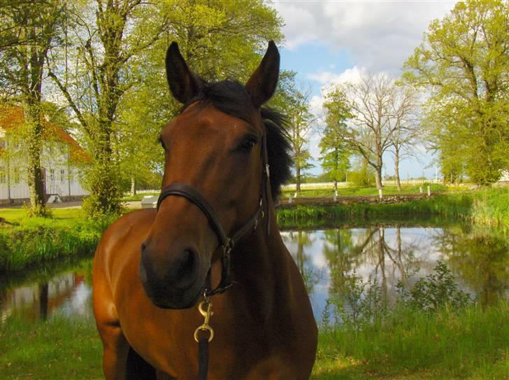 Anden særlig race Lady Liva - R.I.P - Liva maj 2009 billede 9