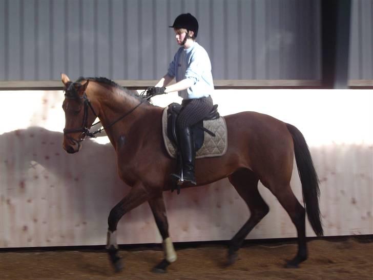 Holstener Pitou - Lige da jeg havde fået Pitou som 4 års billede 14