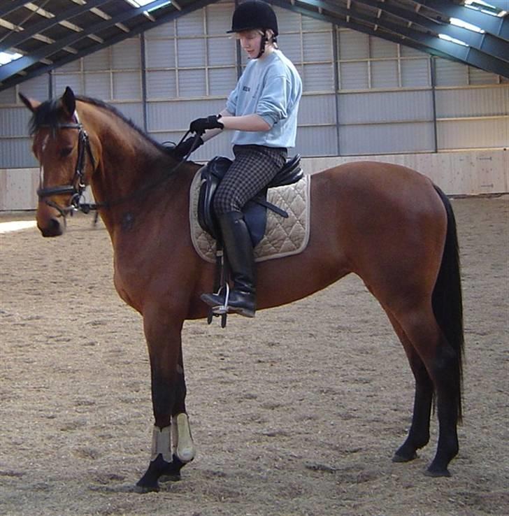 Holstener Pitou - Lige da jeg havde fået Pitou som 4 års billede 15