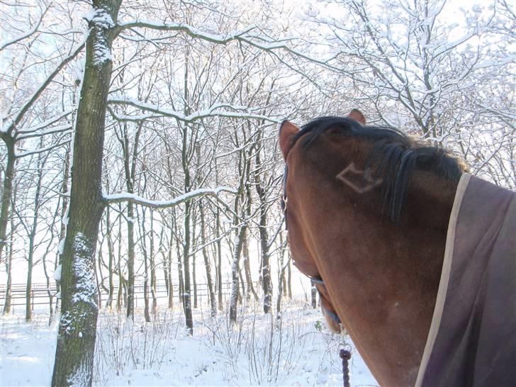 Holstener Pitou - Pitou nu med krone på halsen..  billede 16