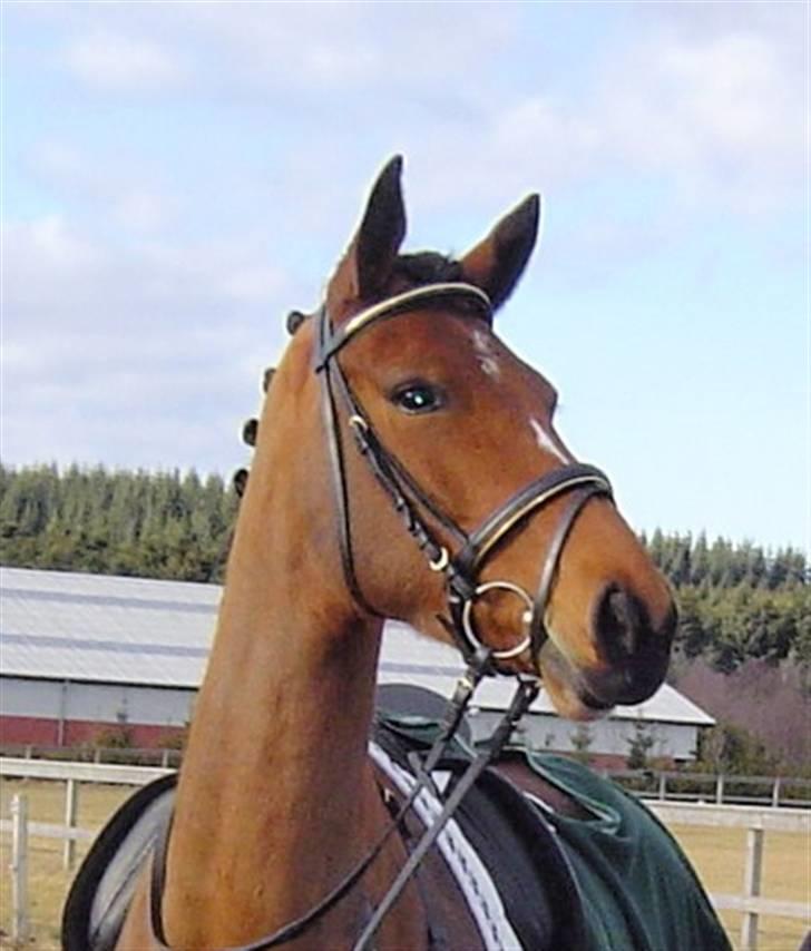 Holstener Pitou - Stævne i Hadsten... billede 17