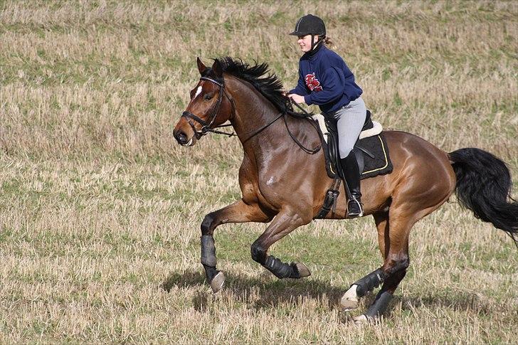 Dansk Varmblod Entertainer - Lidt galop på marken - marts 2011 billede 4