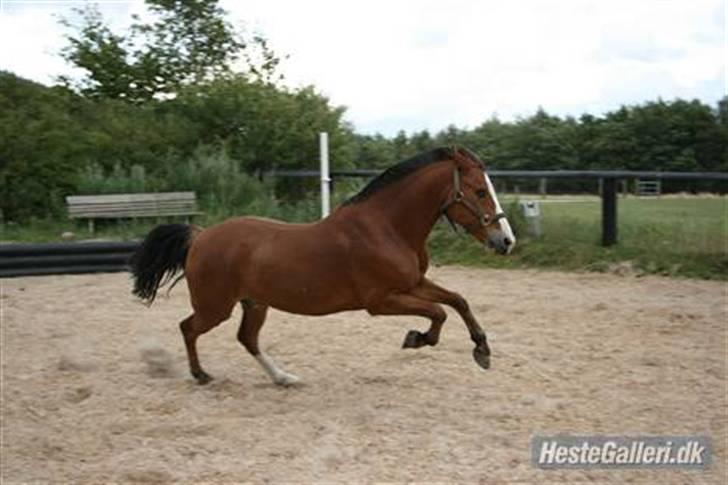 New Forest Firfod Fricazt - Skøre pony. billede 14