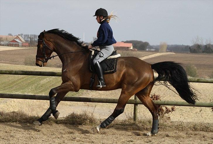 Dansk Varmblod Entertainer - Skøn galop, marts 2011 billede 6