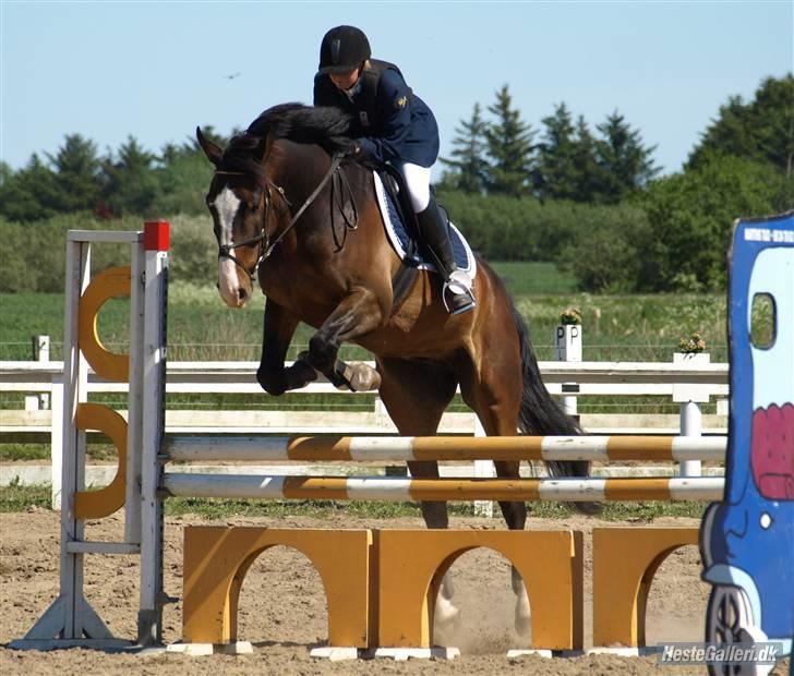 Dansk Varmblod Castor (Solgt) billede 1