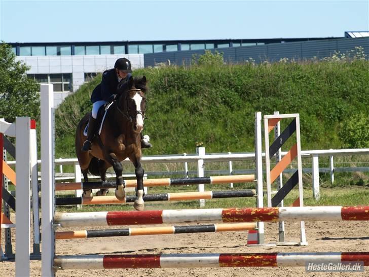 Dansk Varmblod Castor (Solgt) billede 2