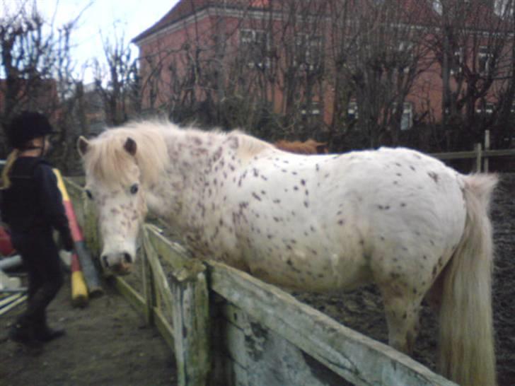 Anden særlig race Snøvsen (rideskolepony) billede 9