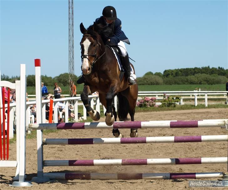 Dansk Varmblod Castor (Solgt) billede 4