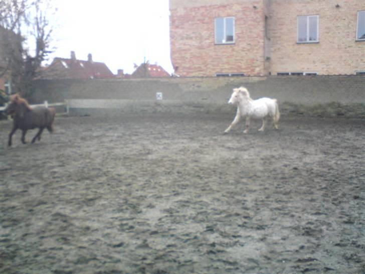 Anden særlig race Snøvsen (rideskolepony) - Snøvs og Putte løber ude på ridebanen :D billede 10