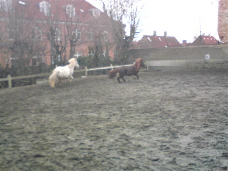 Anden særlig race Snøvsen (rideskolepony) - Snøvs og putte billede 11