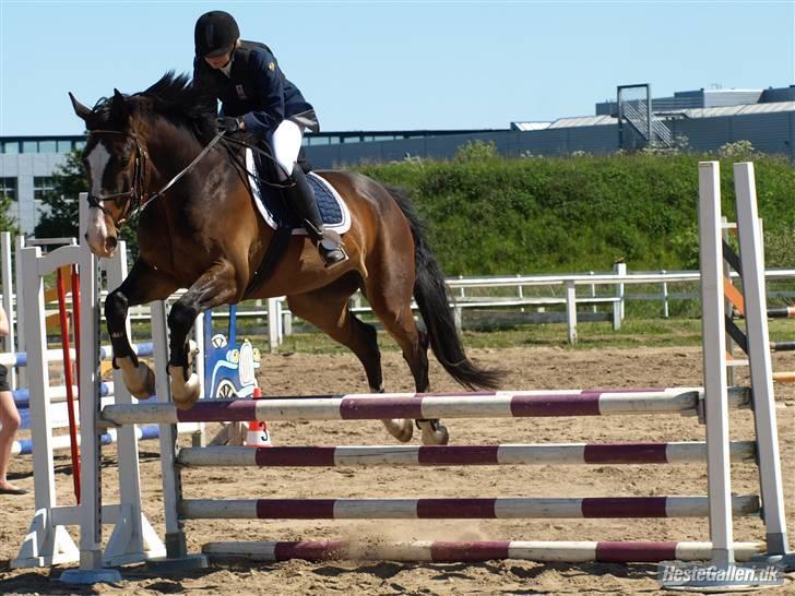 Dansk Varmblod Castor (Solgt) billede 6