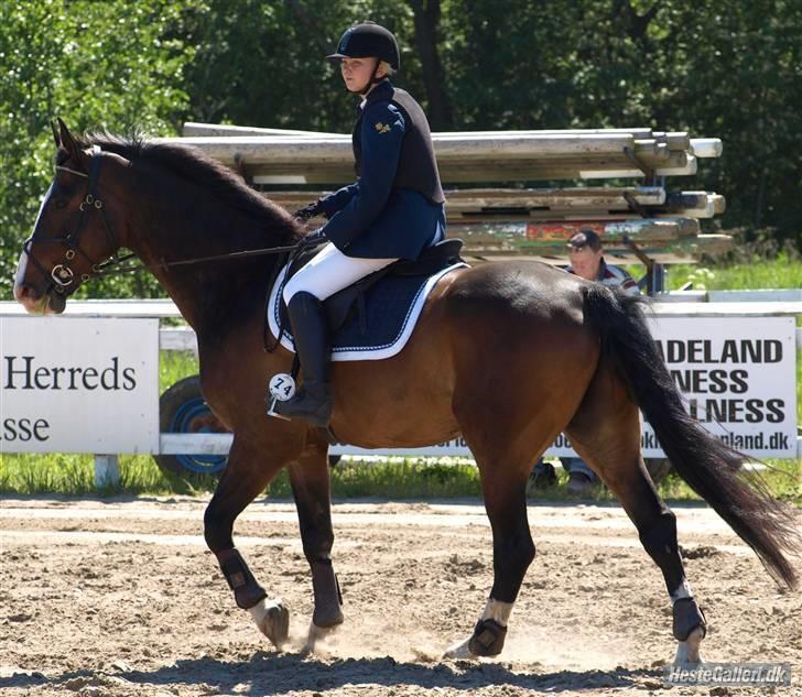 Dansk Varmblod Castor (Solgt) billede 7