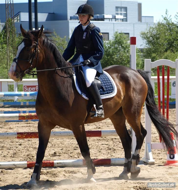 Dansk Varmblod Castor (Solgt) billede 8